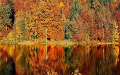 Fall Into a Coverage Review: Preparing Your Nonprofit for the Season Ahead